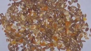 Prillwitz Brasil Descripción de la imagen